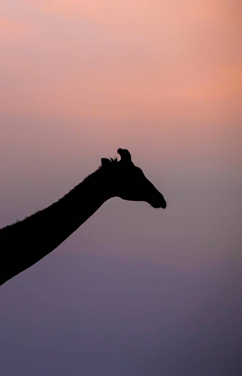 Source Africa Discoveries 1DX30506 56