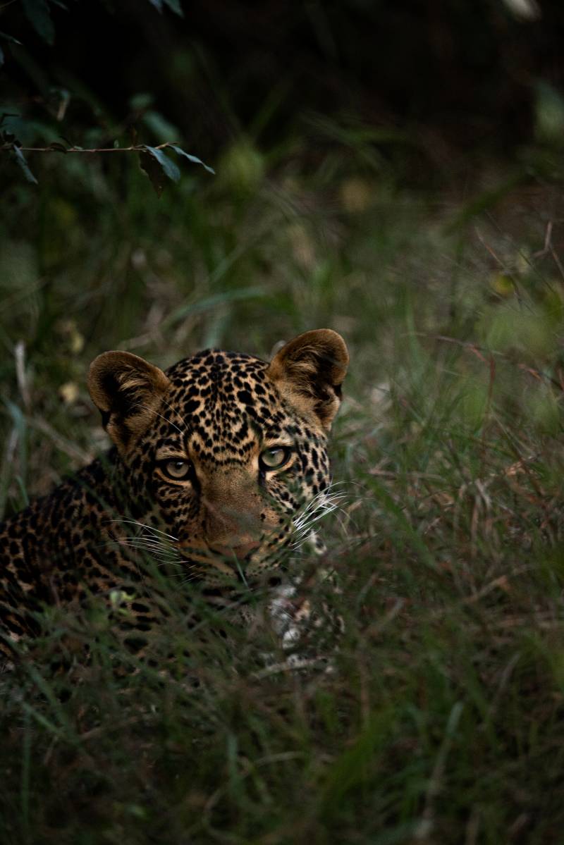 Source Africa Discoveries 1DX32070 64
