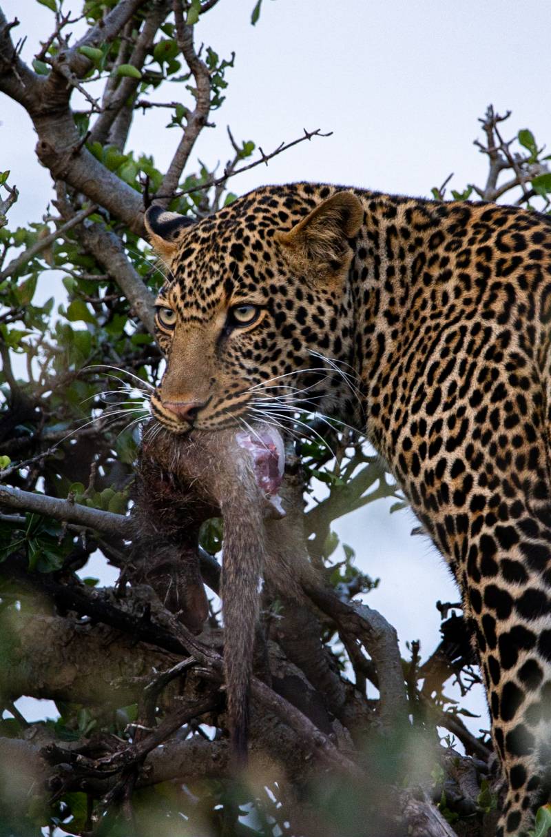 Source Africa Discoveries 1DX32103 65