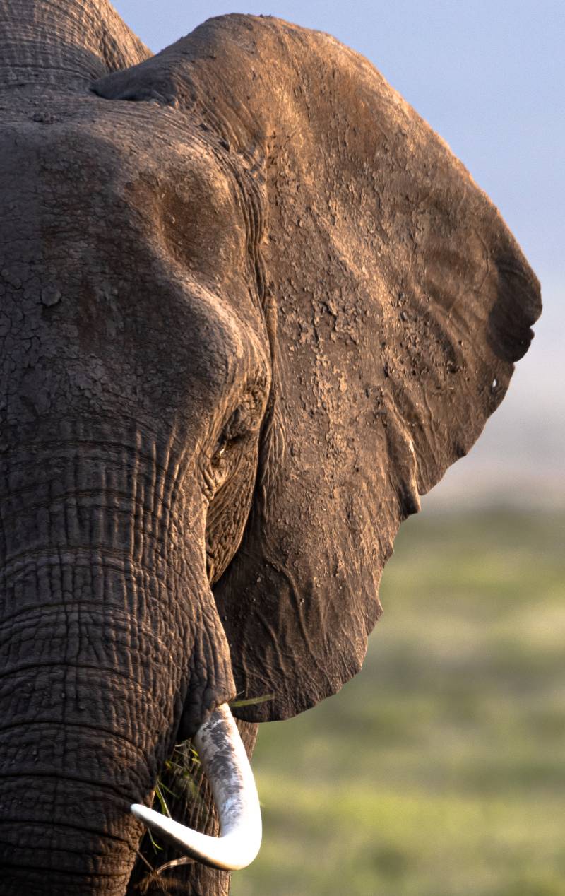 Source Africa Discoveries FHX30164 79