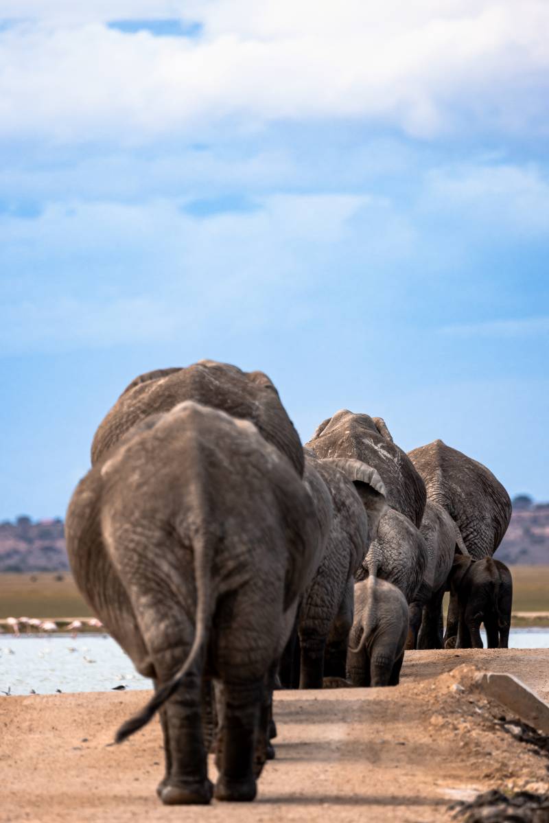 Source Africa Discoveries FHX30506 91
